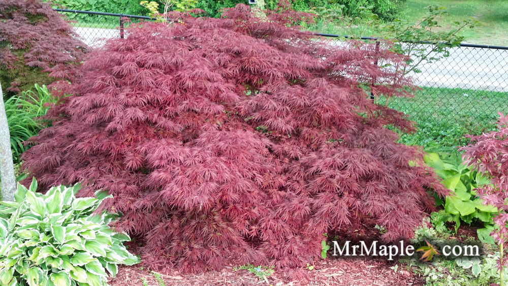 Buy Crimson Queen Japanese Maple Trees
